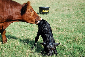 Cow with newborn_122315.png