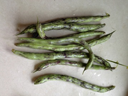 Bicolored beans_082614.png