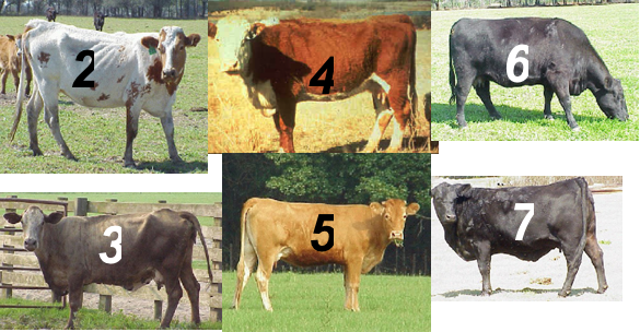 Numbered cattle_083011.png