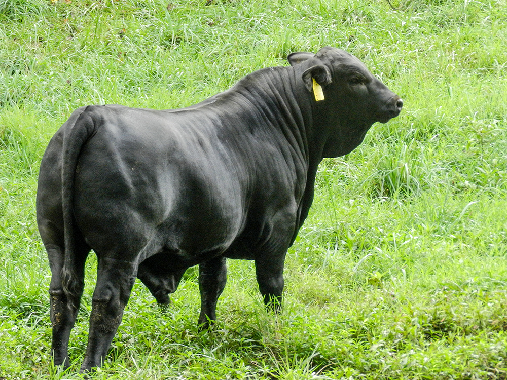 052317-Brangus Bull in North GA pasture.jpg