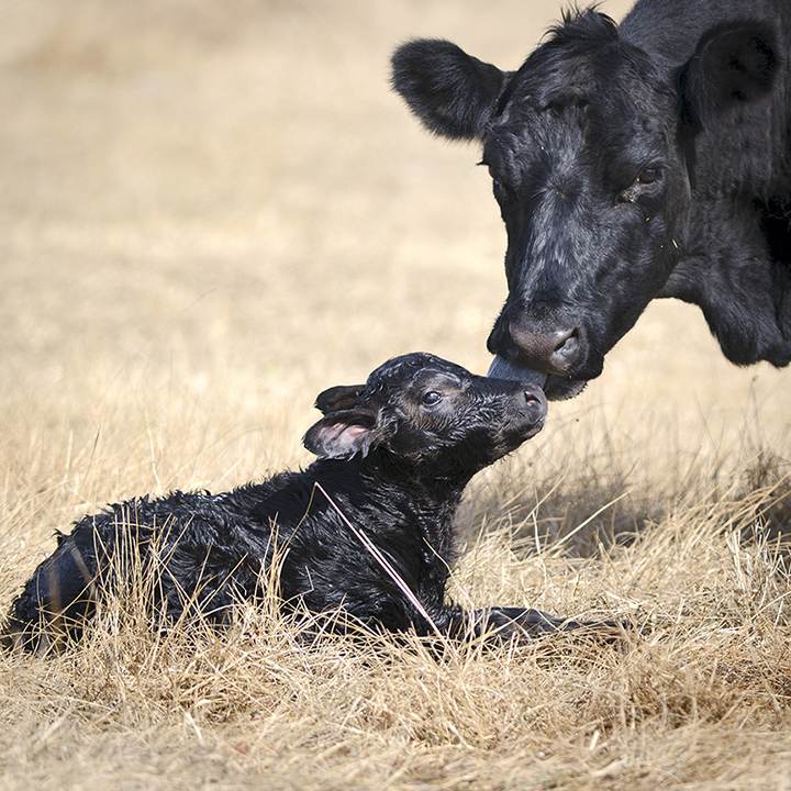 111417-Cow with her newborn calf.jpg