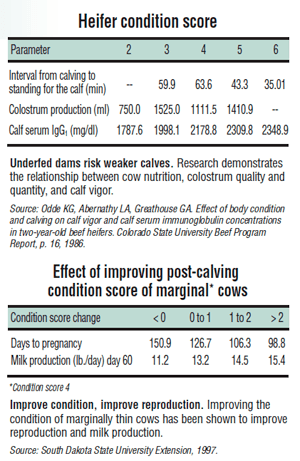 Heifer Condition Score