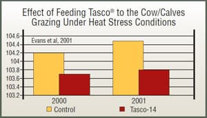 Bar chart showing Tasco supplementation effect on calf weaning weights under heat stress: Tasco-14 group averaged 104.4-104.6 lbs compared to 103.6-103.8 lbs for control group in 2000-2001