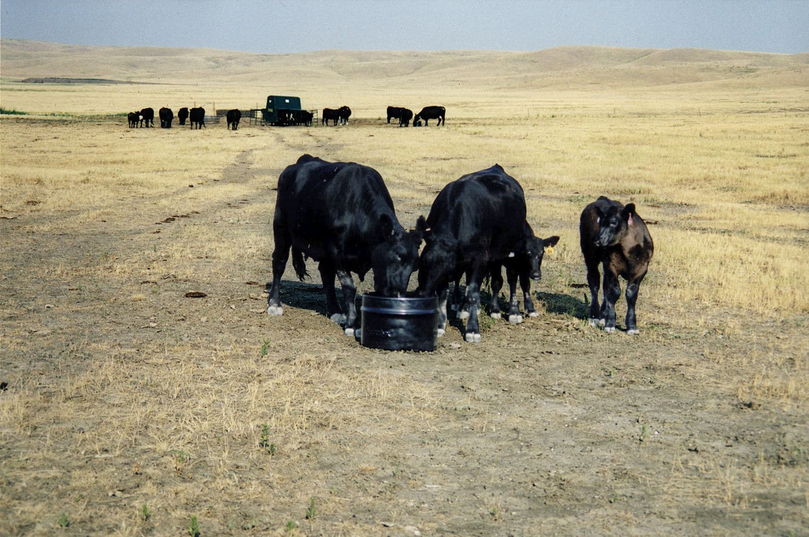Cows drinking during a dry period