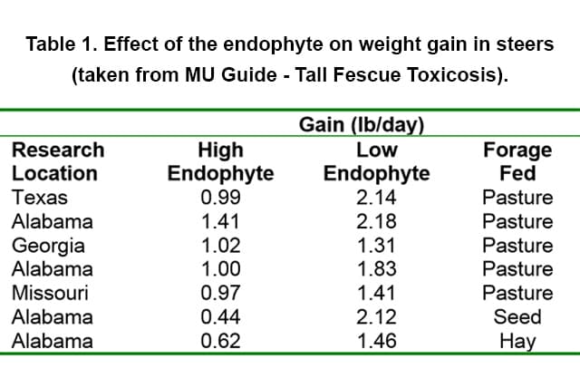 Table showing effect of endophyte on weight gain in steers.