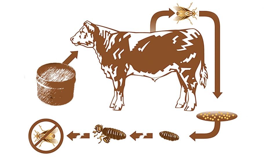 A diagram showing the lifecycle of flies through cow digestive systems