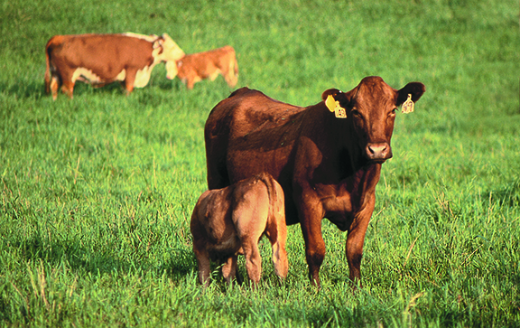 032718-Grass Tetany-Pic-web.jpg