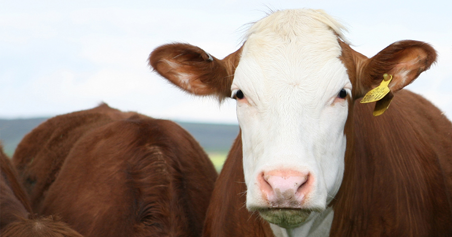 041018-Beef Cattle Feed Intake-photo.jpg