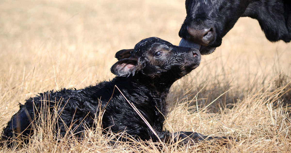 050818-Calving_Distribution-Pic.jpg