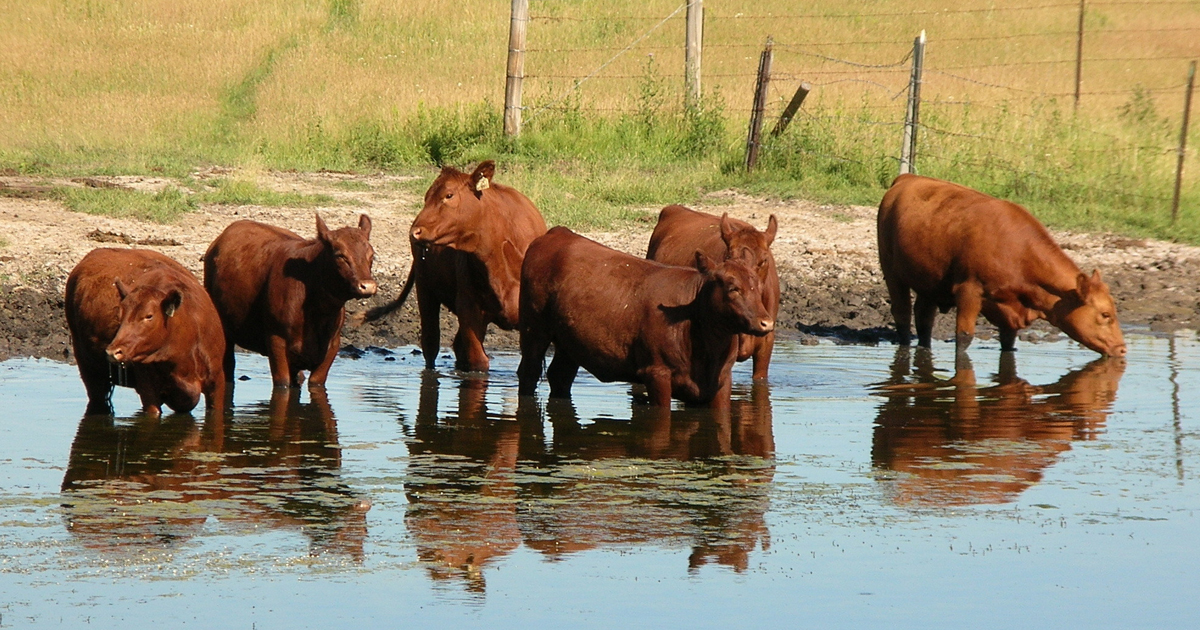 Crystalyx - The dog days of summer: Regulating cattle body temperature  during heat (or cold) stress