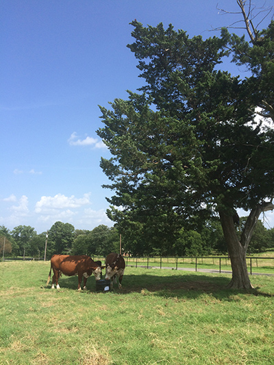 cattle on tub_070715.jpg