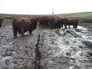 Cattle in mud_031715.jpg