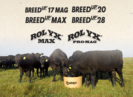Cattle with Breed up_031015.jpg
