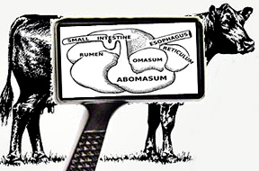 Rumen digestion_010615.jpg