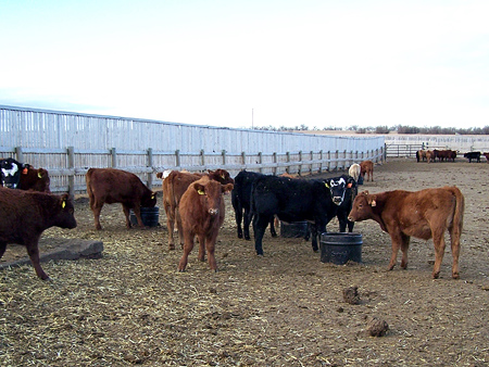 November cattle_111814.jpg
