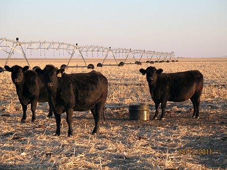 Grazing corn stalks_101414.jpg