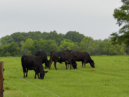 Cattle grazing_061714.jpg