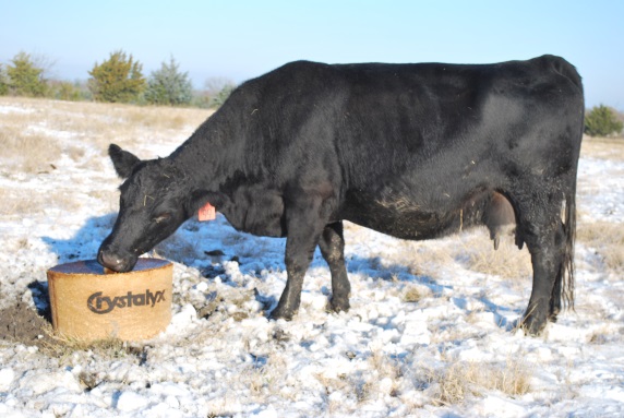 Cow in snow_011414.jpg