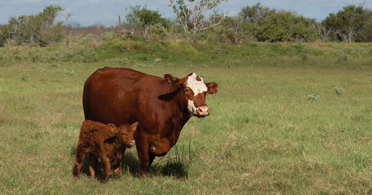 021919-Spring-Nutrition-Podcast-ORIG-Clay_Neel_Cow_Calf_0686.jpg