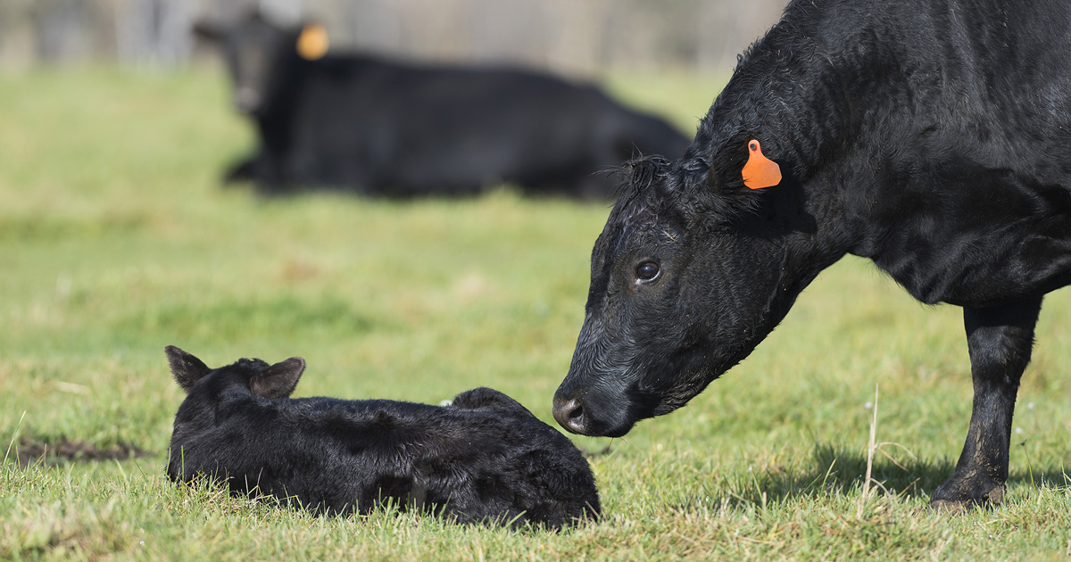 031219-Cow-Calf-by-the-Numbers-iStock-636987552-PIC.jpg