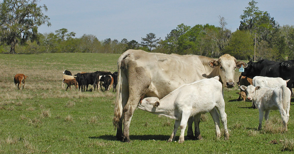 042319-Beef-Breeding-Programs-JonA-PIC.jpg