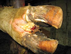 Foot rot 2_073013.jpg