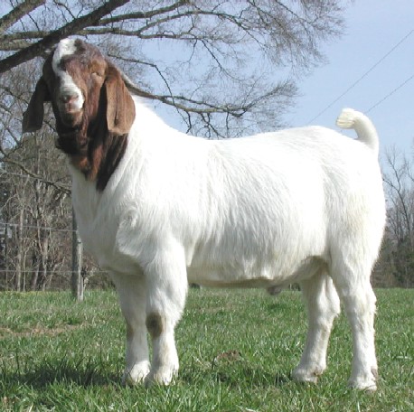 Goat_112012.jpg