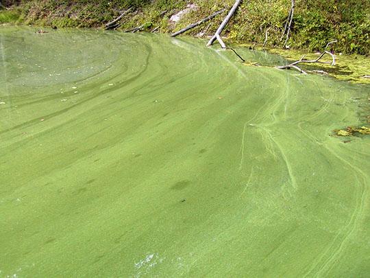 green algae_080712.jpg