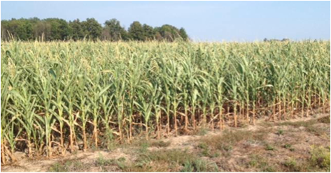 Corn field_071912.png