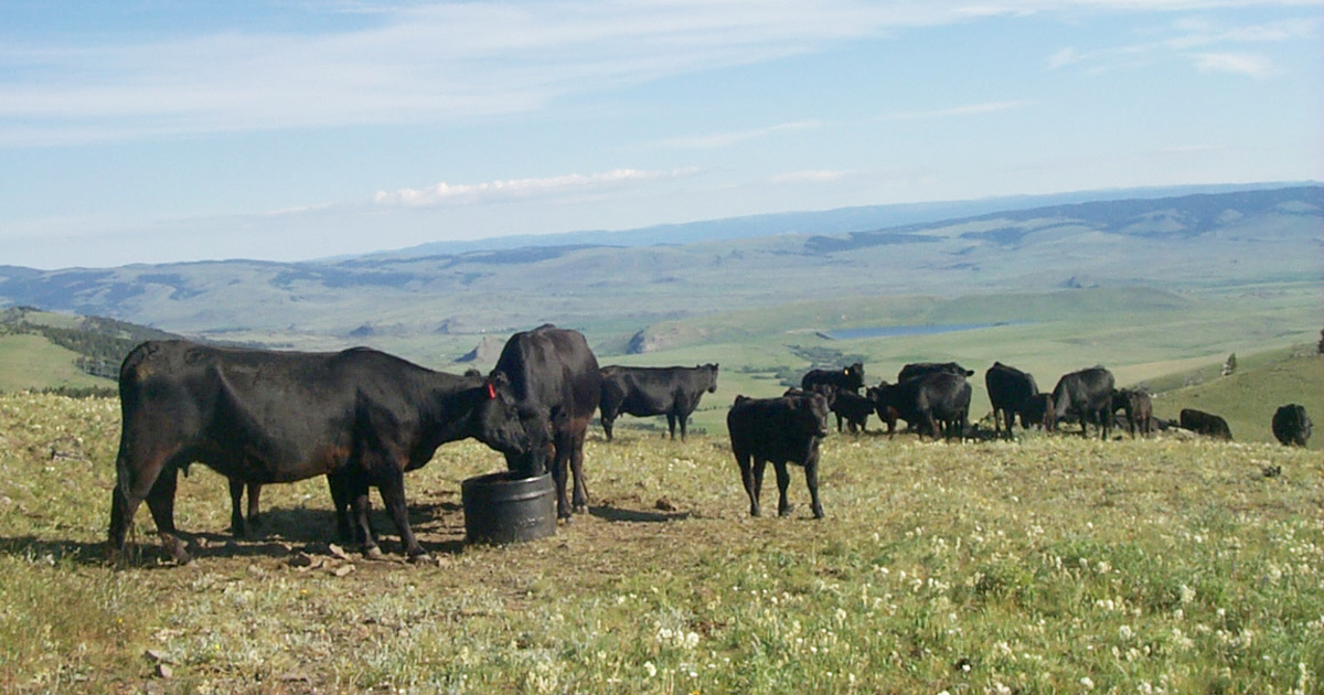 061119-Grazing management modifying cow movement-IMAGE.jpg