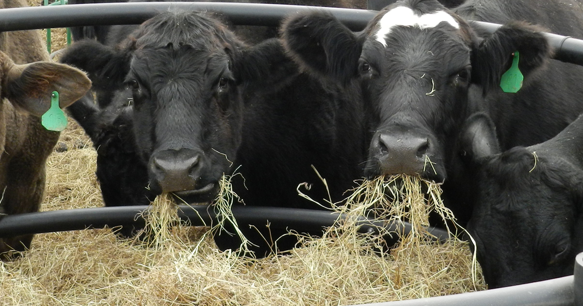 080619-Feeding-this-years-hay-crop-PIC.jpg