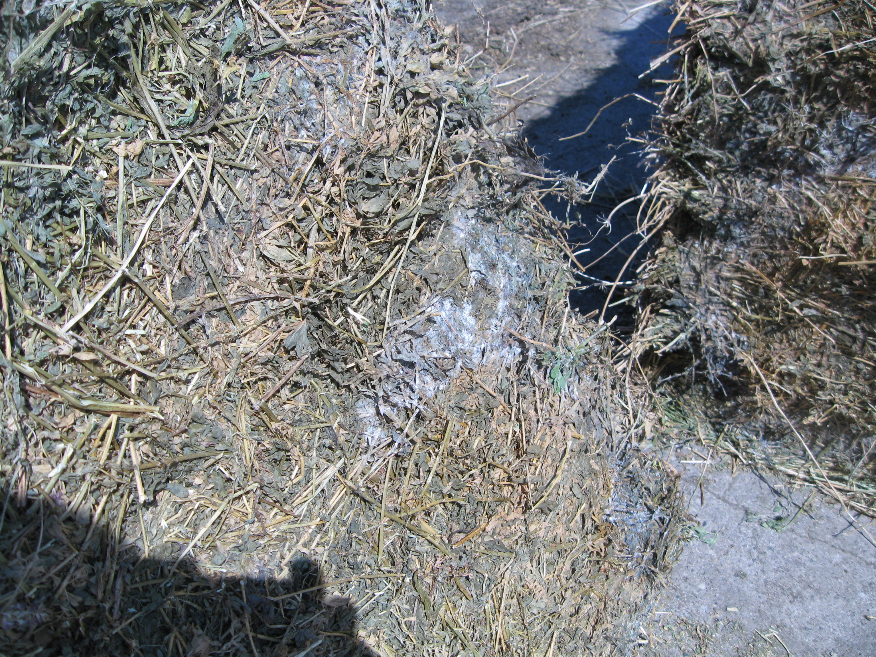 Moldy hay 1.jpg