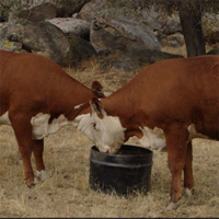 Jim McDougald-Friant CA Cattle.jpg