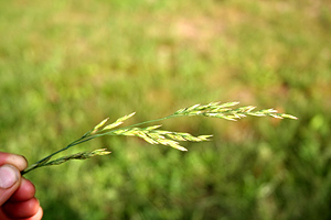 grass_090115.jpg