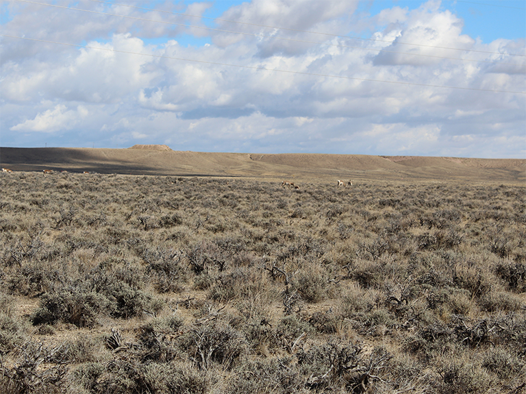 grazing-management-cropped.jpg