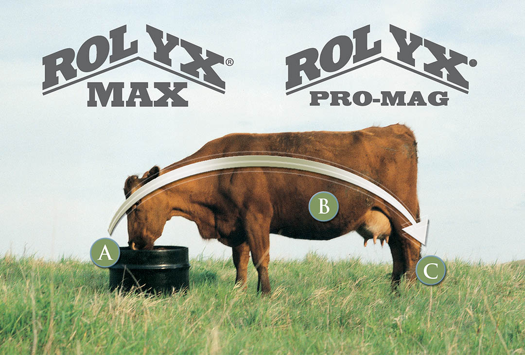 ROLYX-ABC-Graphic.jpg