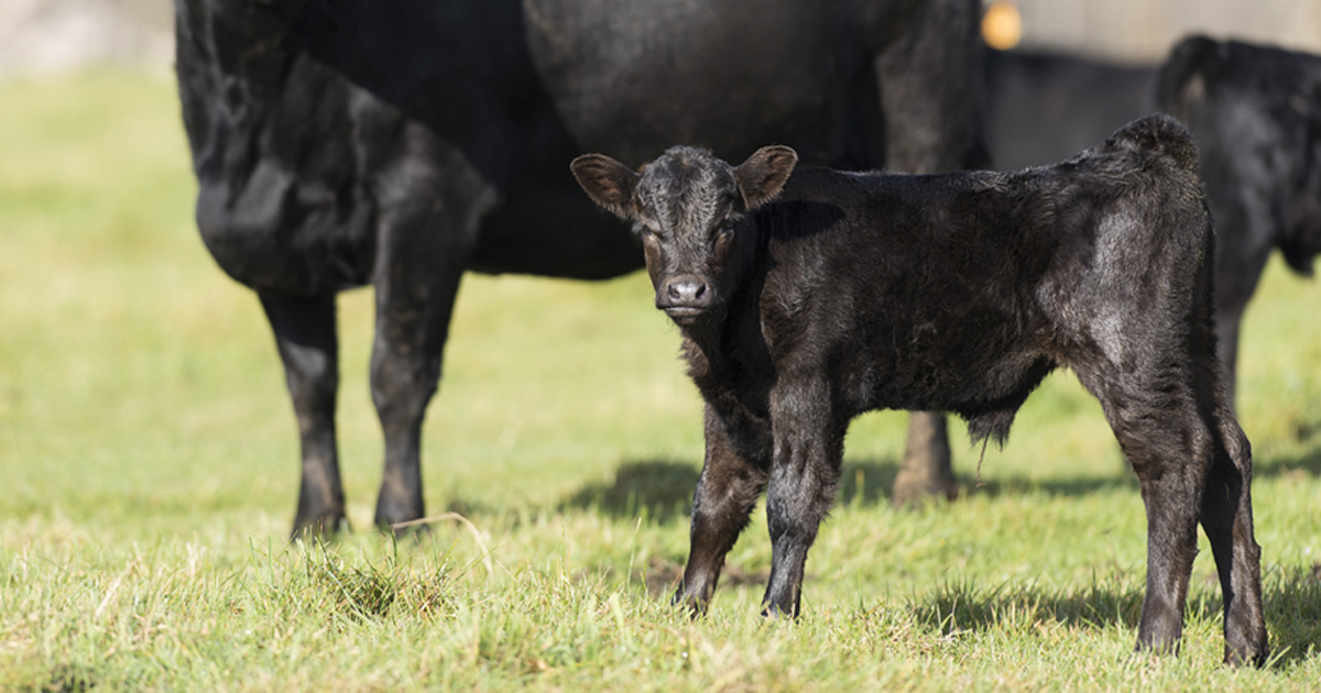 032420-Calving-Interval-PIC.jpg