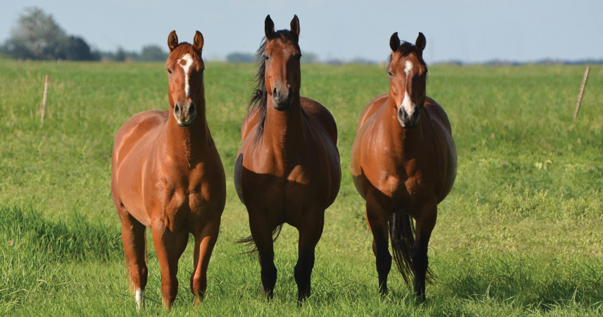 052720-Stablelyx-Pail-Equine-IMAGE.jpg