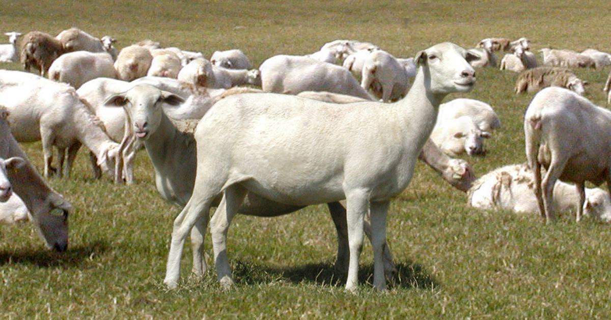 062220-CLX Blueprint Sheep-IMAGE.jpg