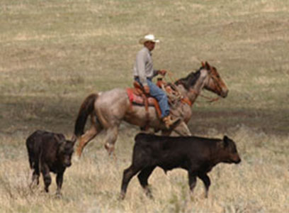 Grazing-Horseback.jpg