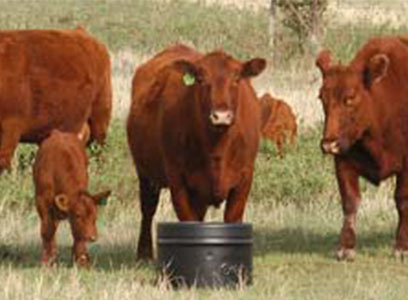 Grazing-Red-Cows.jpg