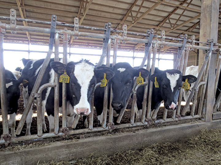 Dairy-2.jpg