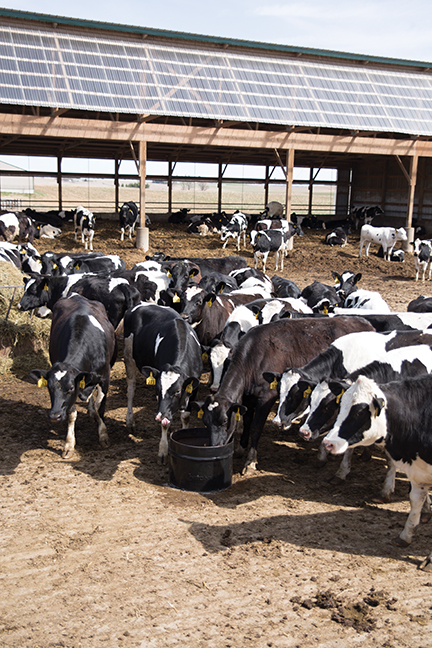 Dairy-5.jpg
