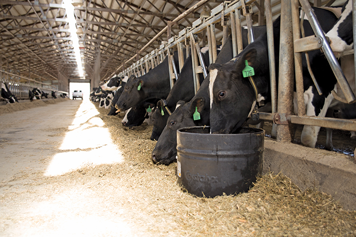 Dairy-7.jpg