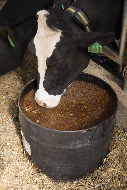 Dairy-4.jpg