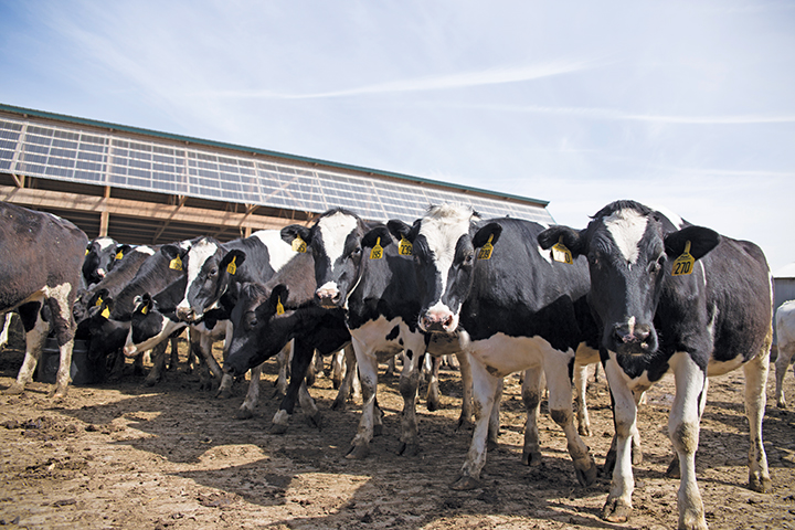 Dairy-3.jpg