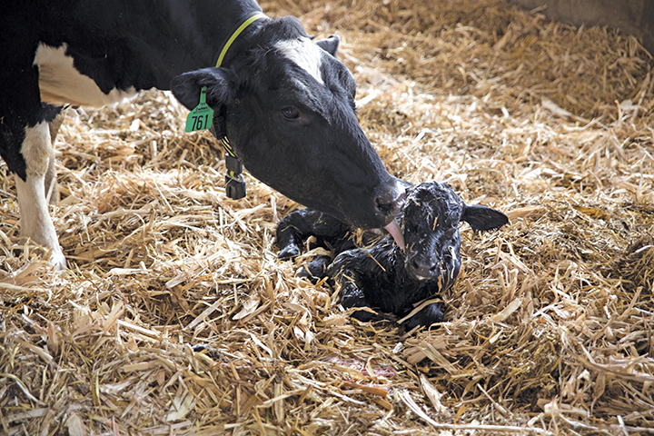 Dairy-6.jpg