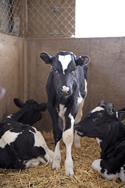 Dairy-9.jpg