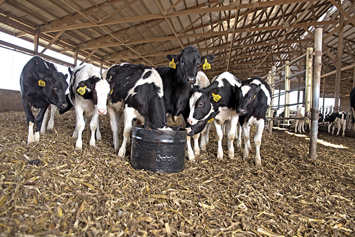 Dairy-10.jpg