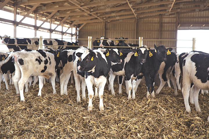 Dairy-12.jpg